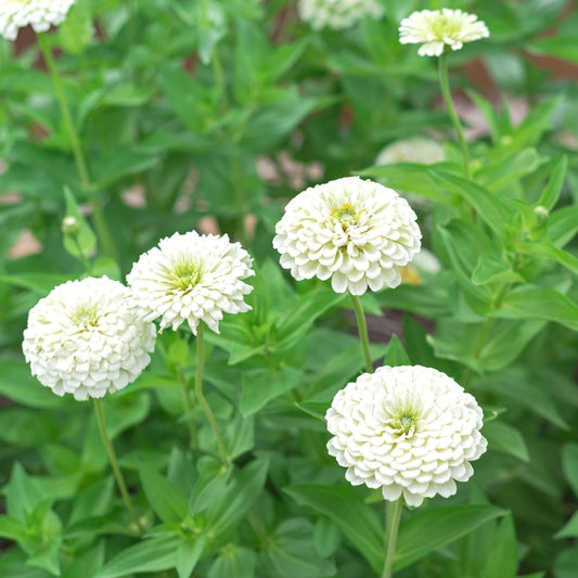 Zinnia F1 Tall White Hybrid Seeds