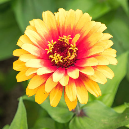 Zinnia F1 Tall Yellow Hybrid Seeds