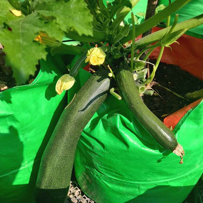 Untitled design - 2022-06-15T123616.081