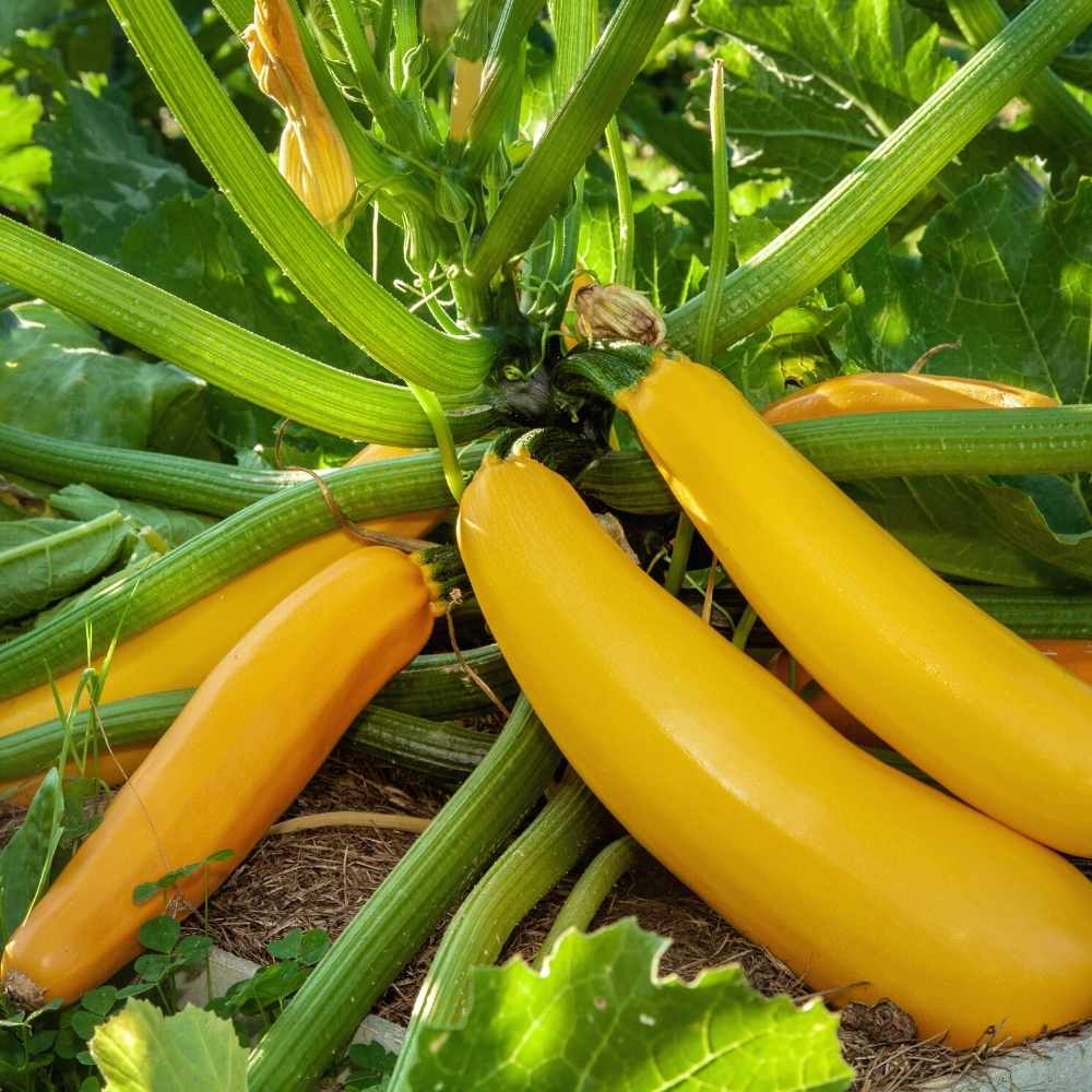 Zucchini Yellow Hybrid Seeds