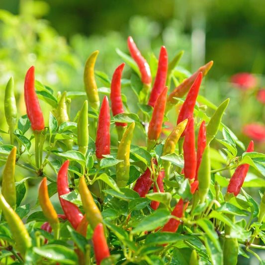 Chilli Surajmukhi Seeds