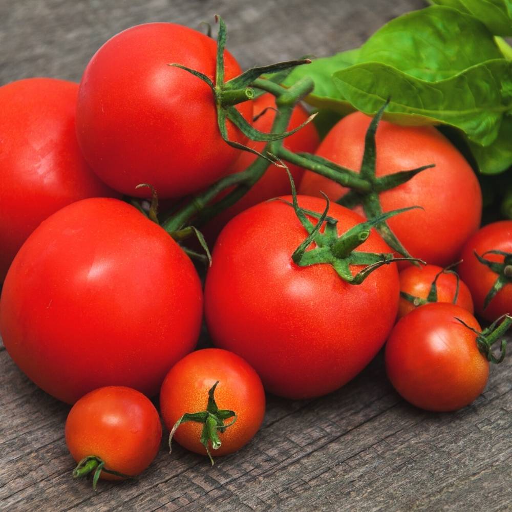 Tomato Pusa Ruby Seeds
