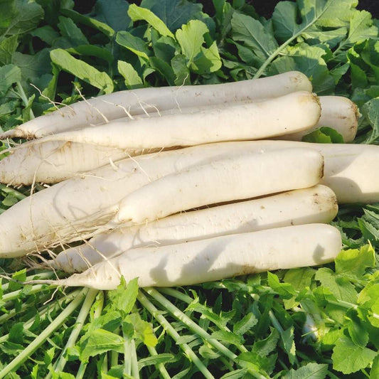 Radish Pusa Chetki Seeds