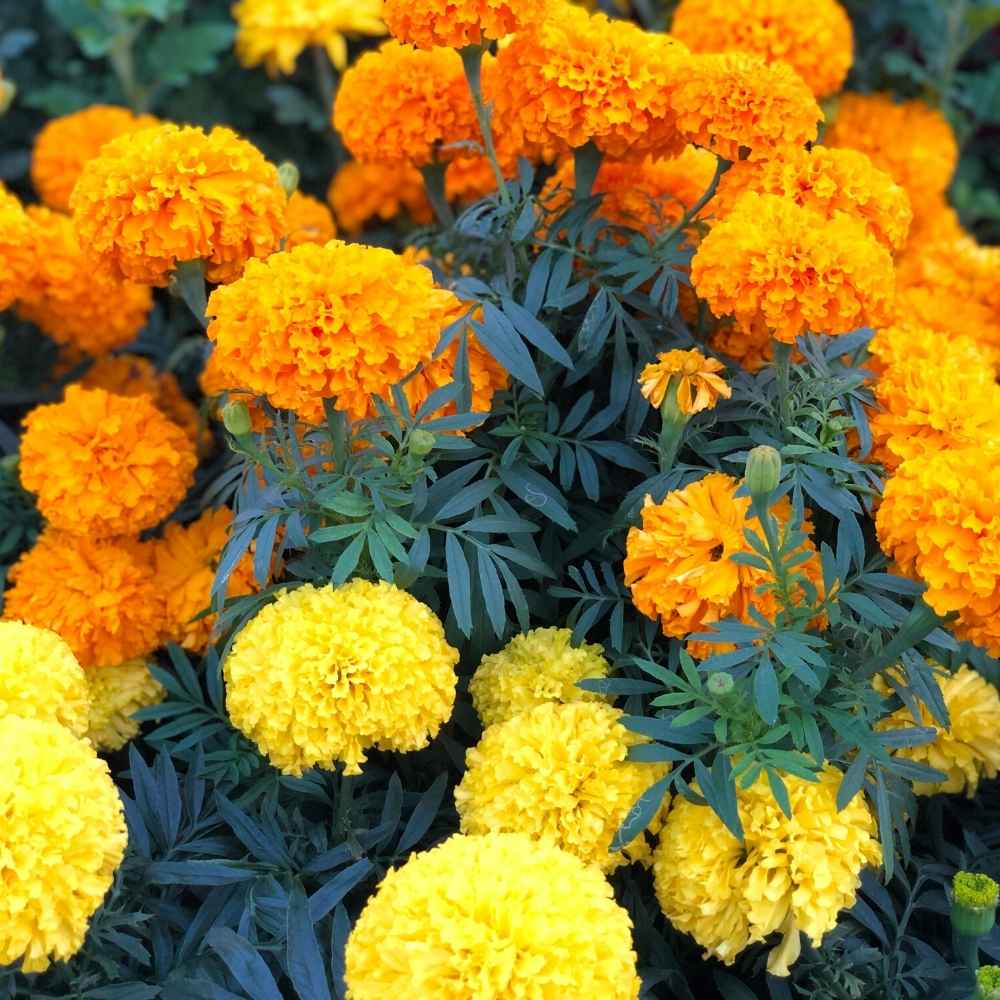 Buy Best Quality Marigold Mixed Color Flower Seeds Online