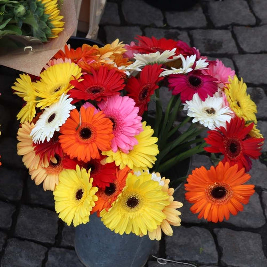 Gerbera Micro Mini Mixed Color Seeds