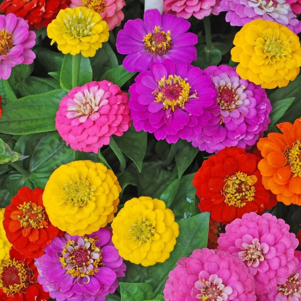 Zinnia Liliput Mixed Color Seeds