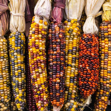 Ornamental Multi Color Corn Seeds