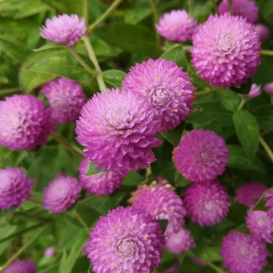 Gomphrena Extra Dwarf Gnome Seeds