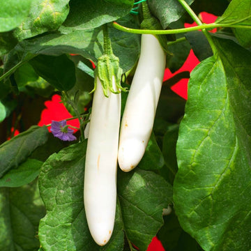Brinjal F1 White Long Hybrid Seeds