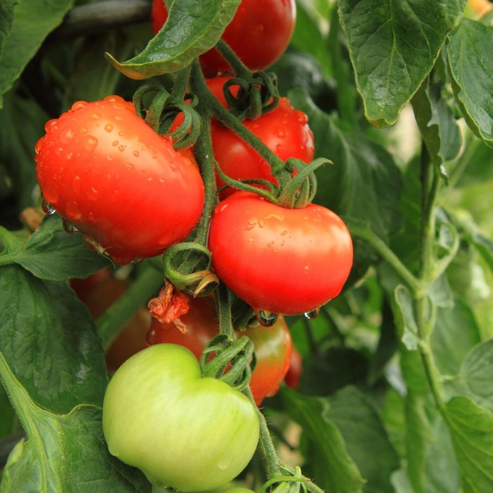 Tomato PKM-1 Seeds