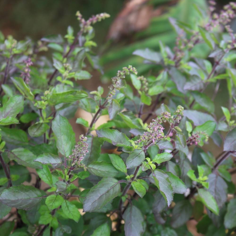 Rama Tulsi Seeds