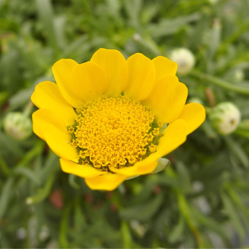 Chrysanthemum Multicaule Yellow Seeds