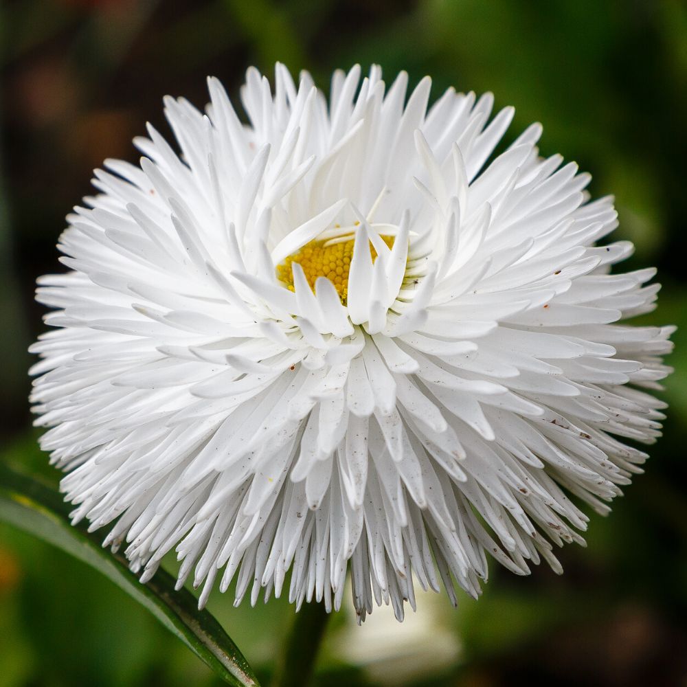 Daisy Double White Seeds