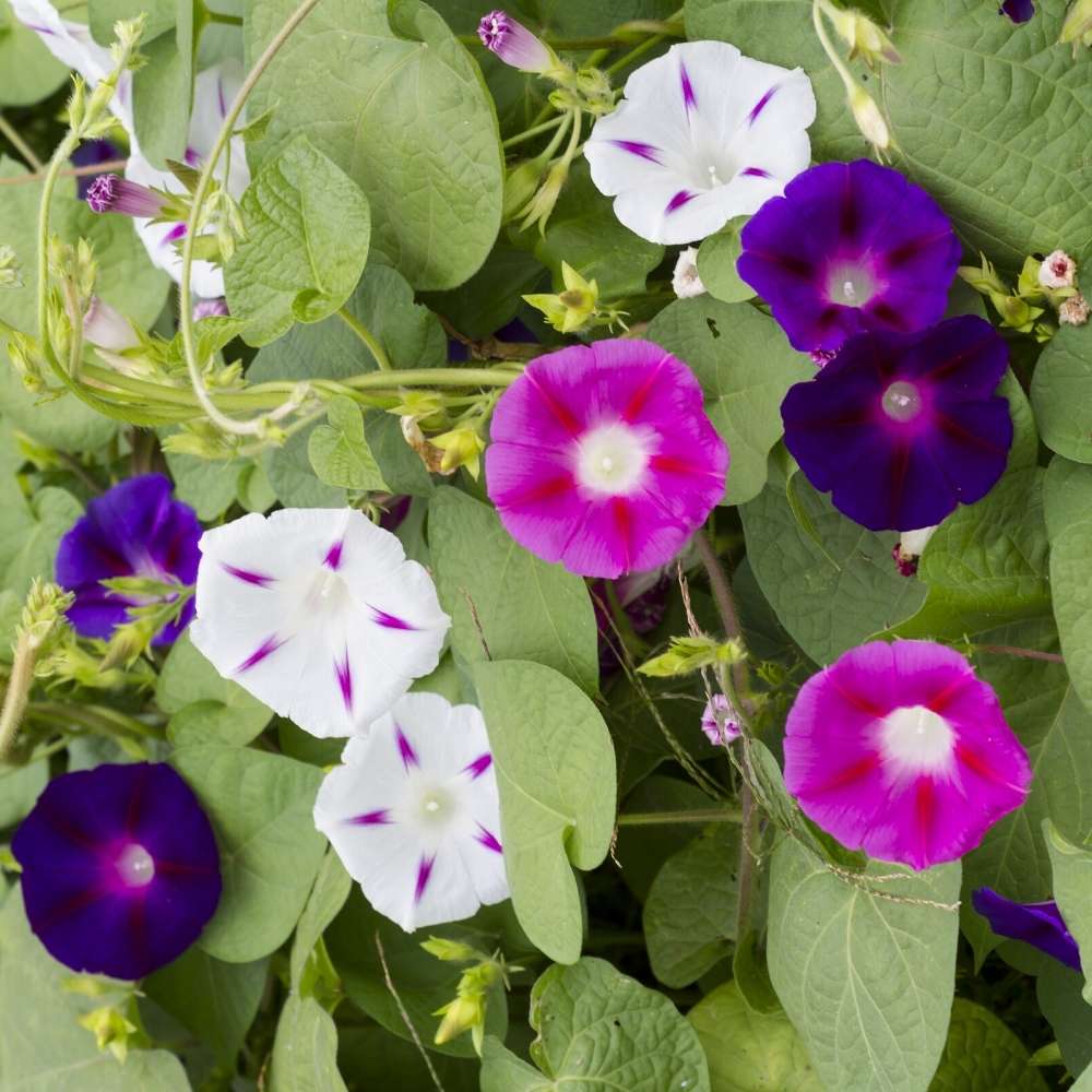 Sky Blue Shibori Ipomoea Purpurea Morning Glory 6 Seeds - Foto 8