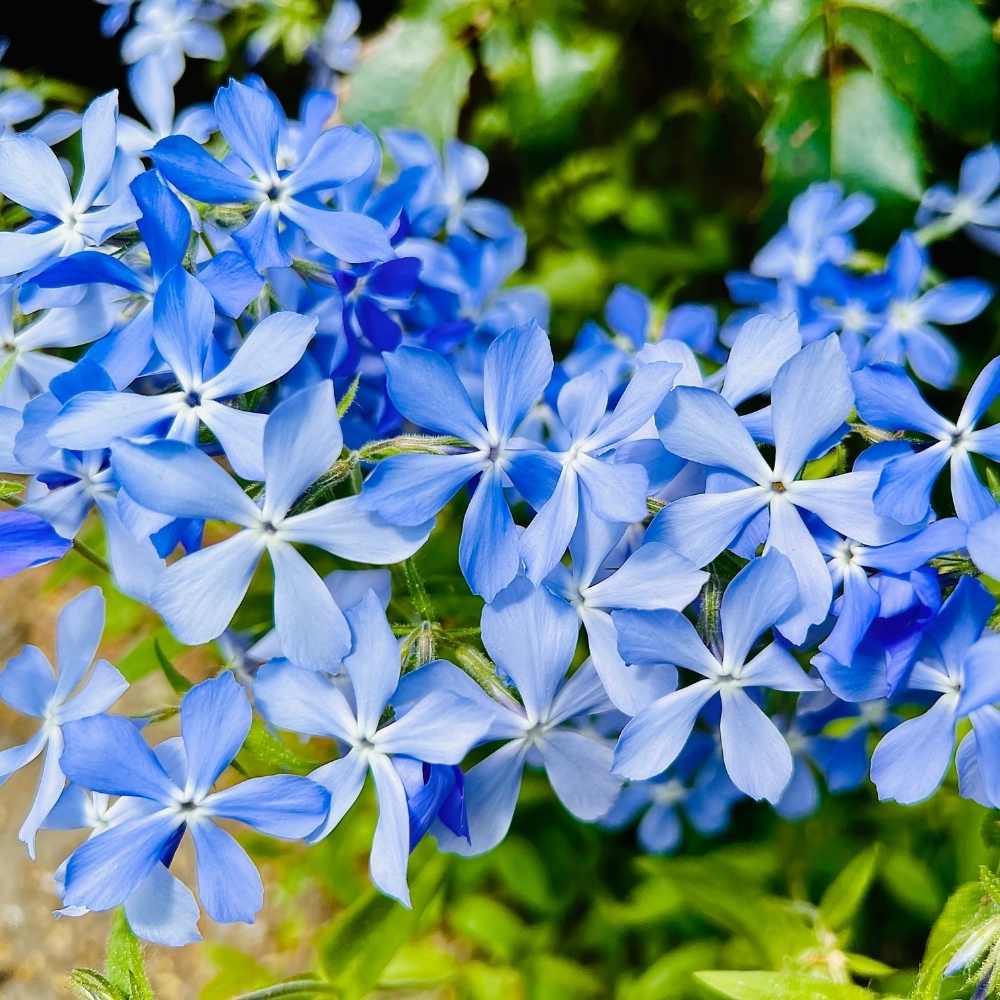 Phlox Beauty Dwarf Blue Seeds