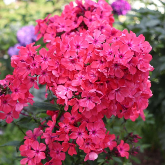 Phlox Beauty Dwarf Red Seeds