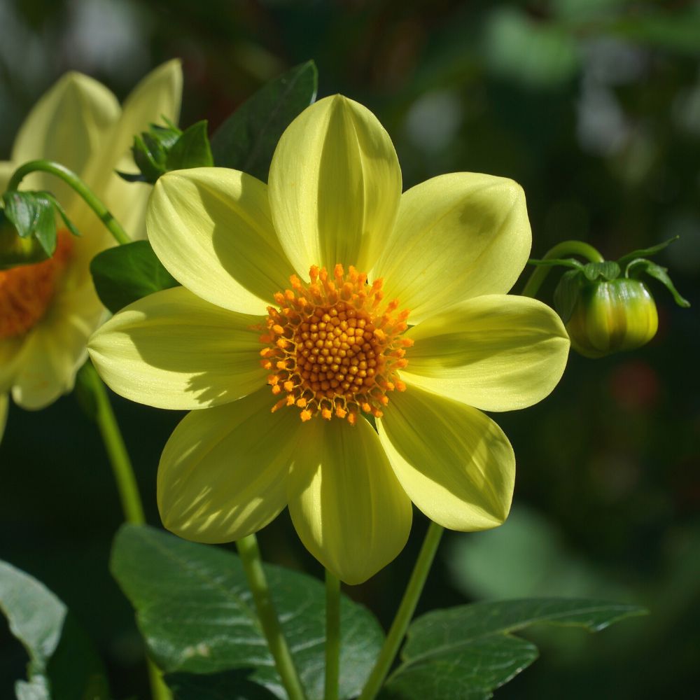 Dahlia Variabillis Figaro Type Imperial Mix Seeds