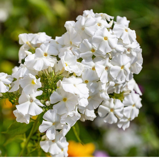 Phlox Beauty Dwarf White Seeds