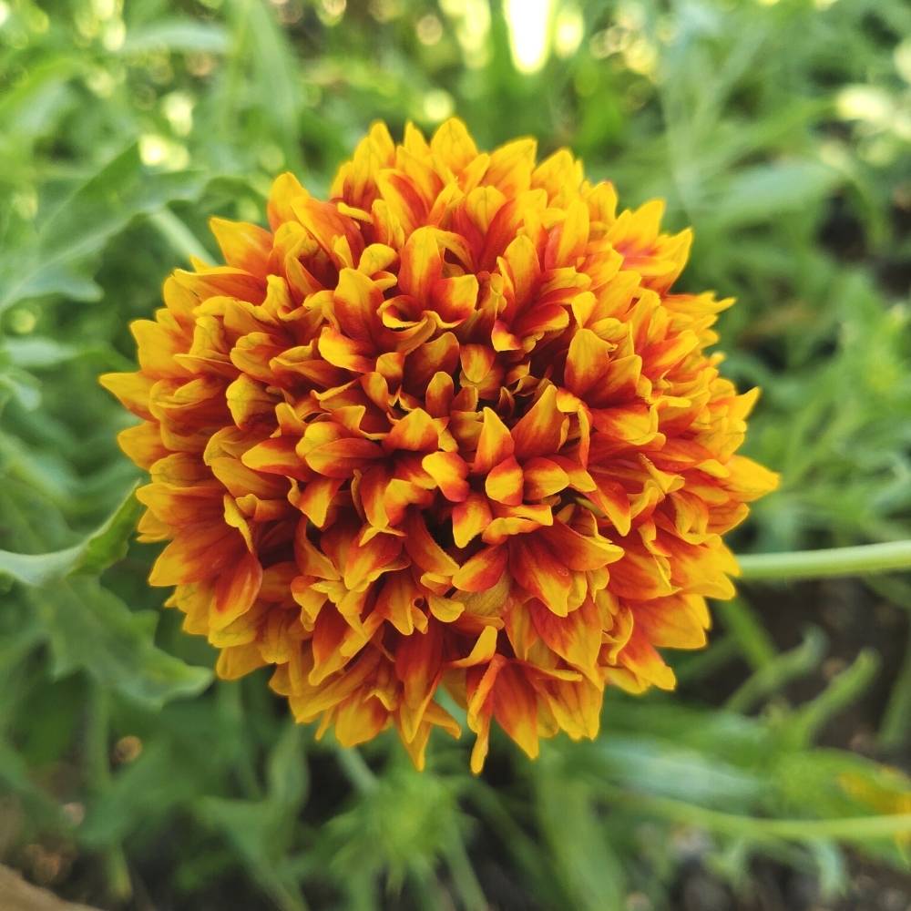 Gaillardia Pulchela Mix Seeds42