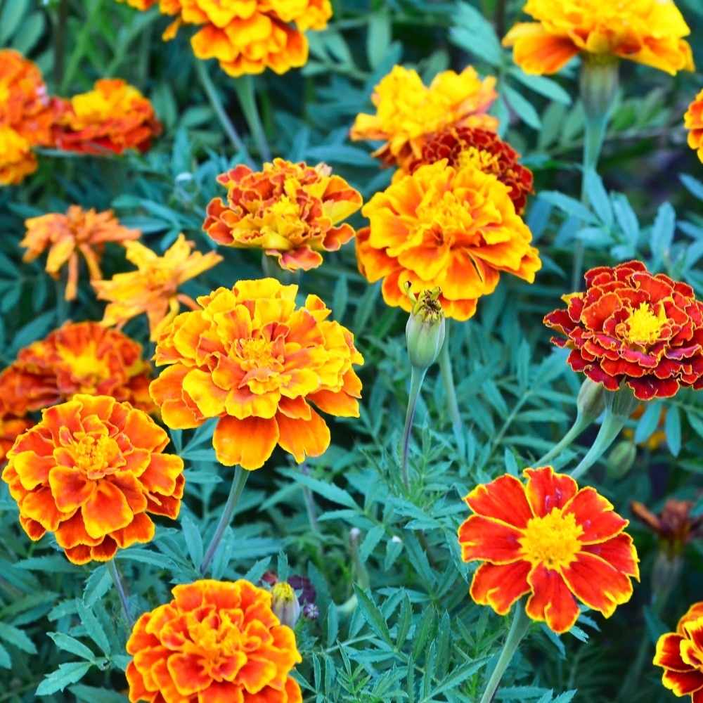 Buy best quality French Marigold Fireball Seeds online