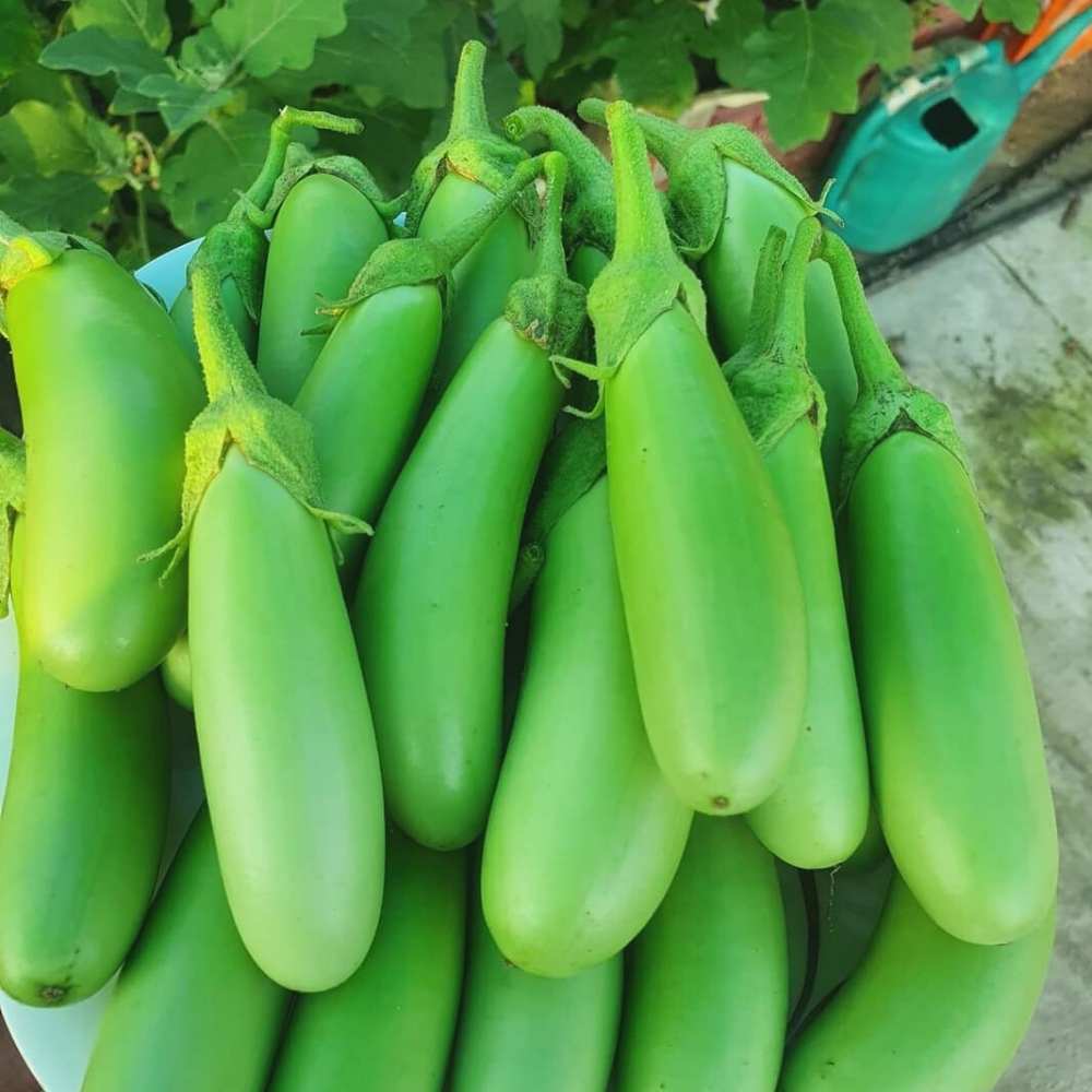 Green Brinjal (Hara Baigan) Seeds (Long)