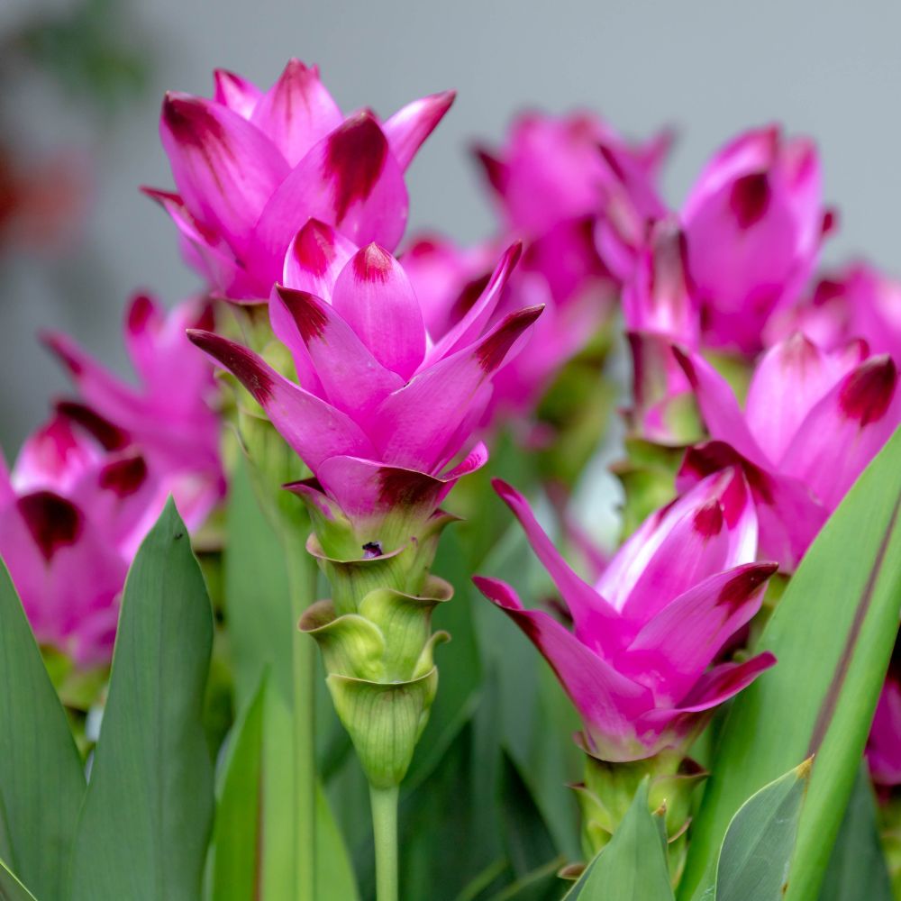 Curcuma Pink Bulb Flower