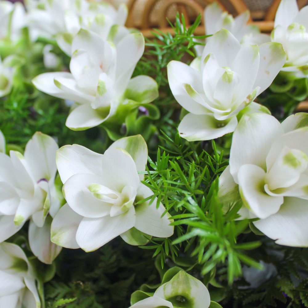 Curcuma White Bulb Flower