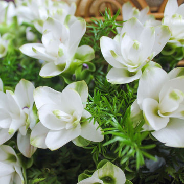 Curcuma White Bulb Flower