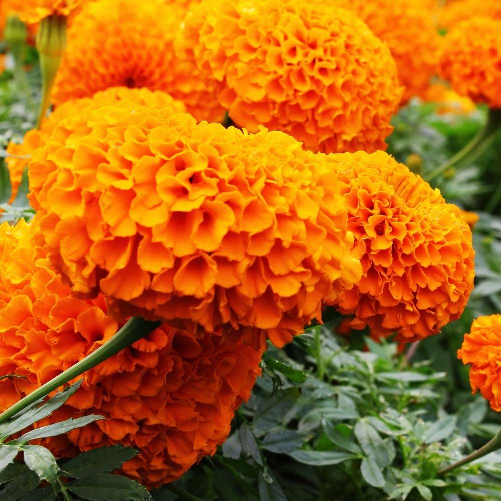 Marigold Orange Flower Seeds