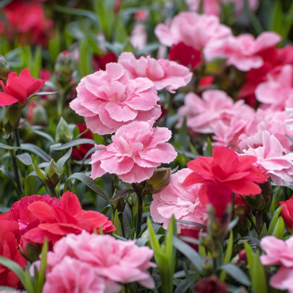 Carnation Mix Seeds