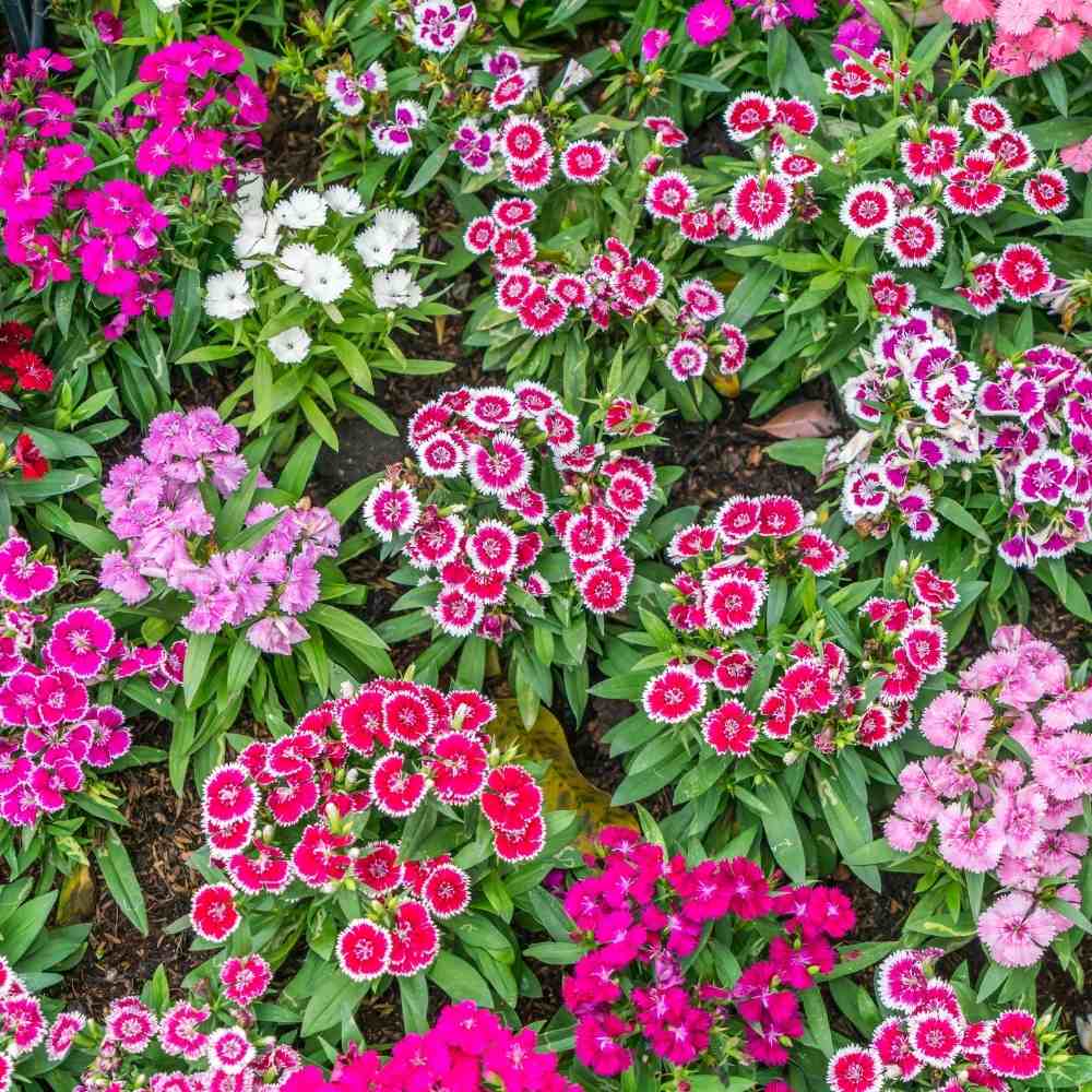 Dianthus Baby Doll Mix Seeds
