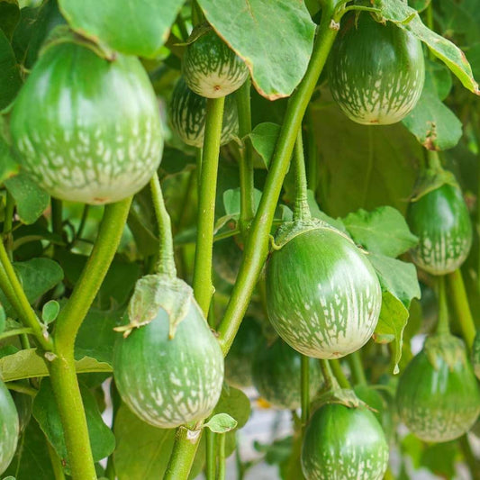 Brinjal F1 Green Round Hybrid Seeds