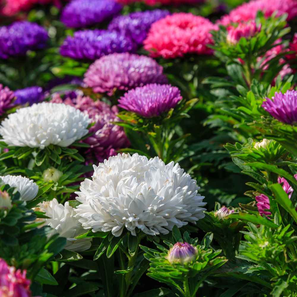 China Aster Mixed Flower Seeds