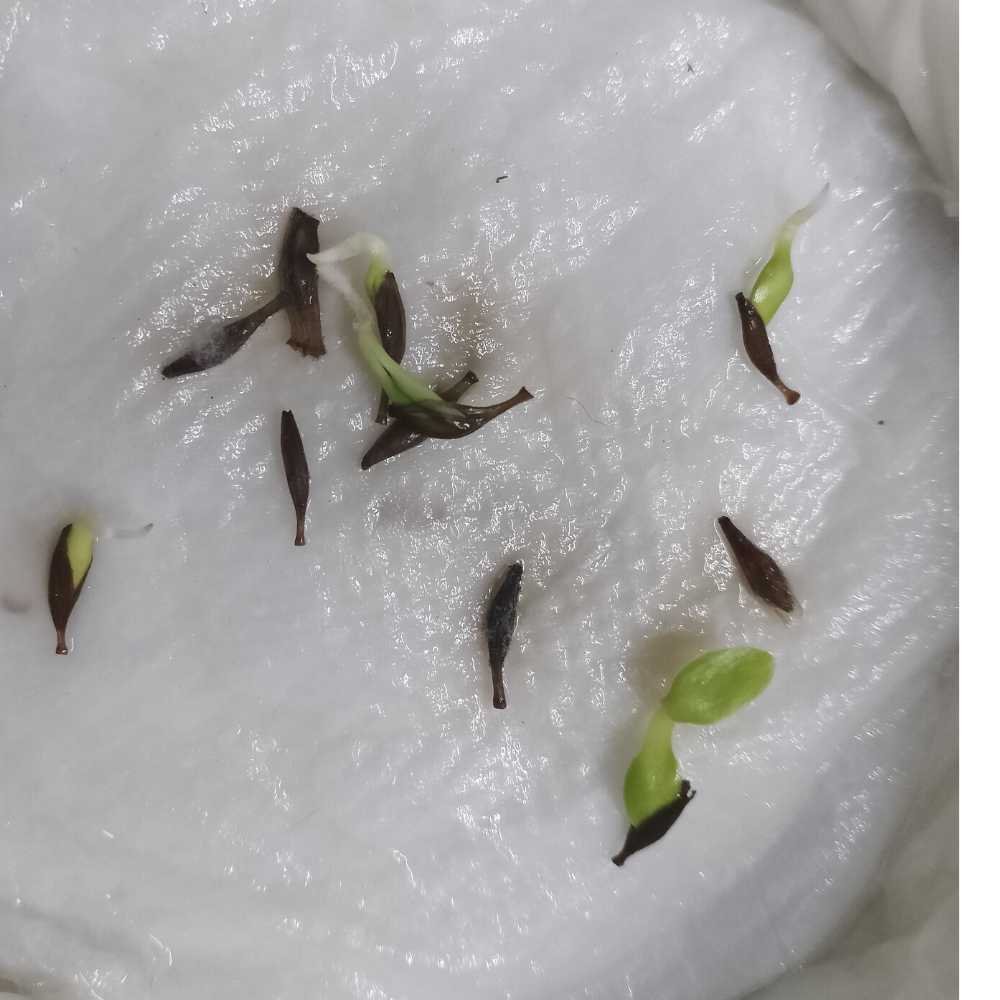Gerbera Flower Seeds