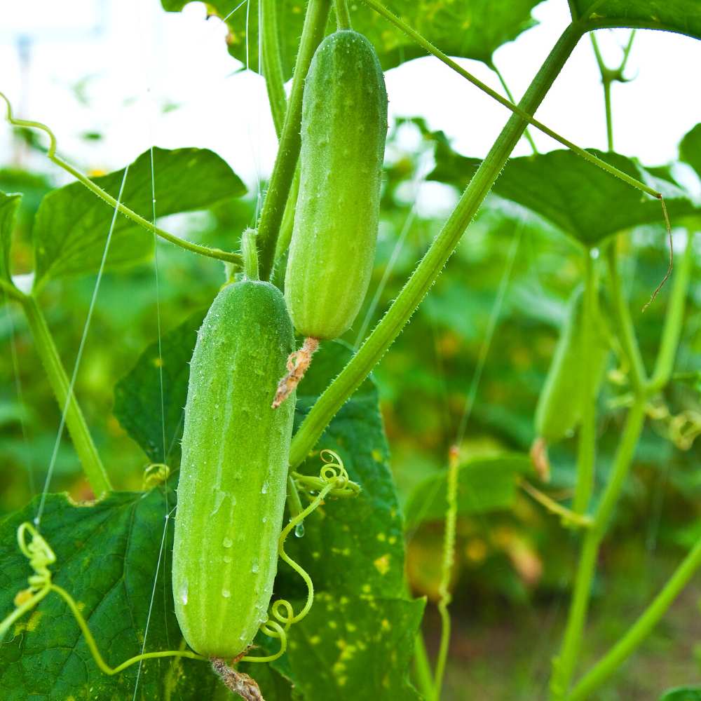 Cucumber Light Green F1 Hybrid Seeds