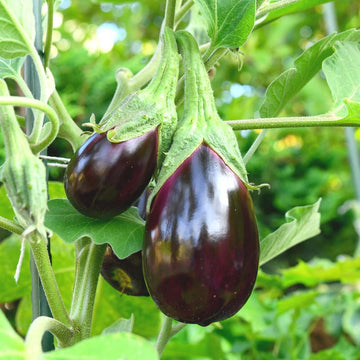 Brinjal Oval Light Purple Hybrid Seeds