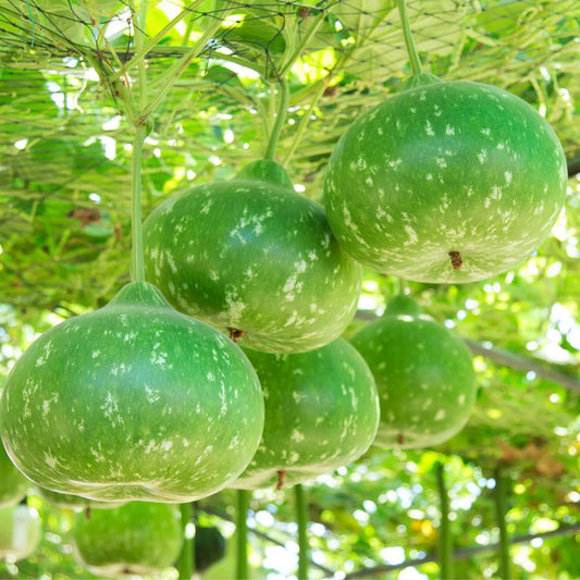 Bottle Gourd Round Dark Green With Spots F1 Hybrid Seeds