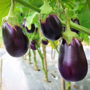 Brinjal Oval Dark Purple F1 Hybrid Seeds