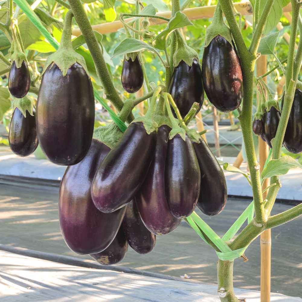 Brinjal Seedless (baigan) F1 Hybrid Seeds