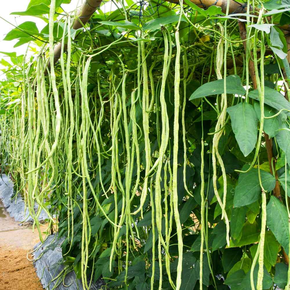 Yard Long Beans Imported-Thailand Seeds