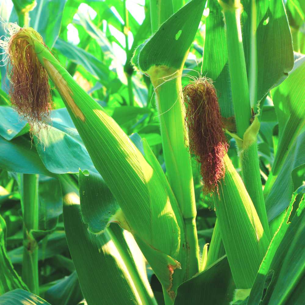 Baby Corn (Makka) F1 Hybrid Seeds