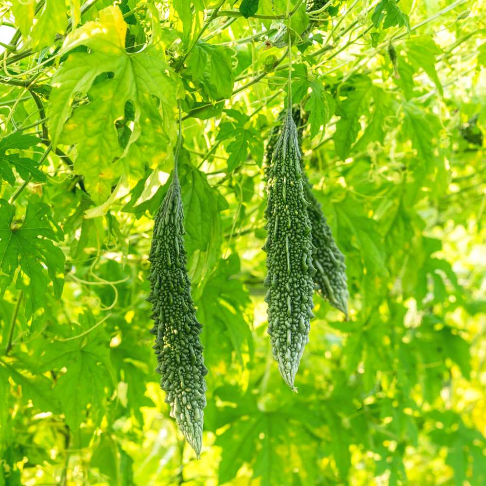 Bitter Gourd (Karela) Seeds Hybrid Long