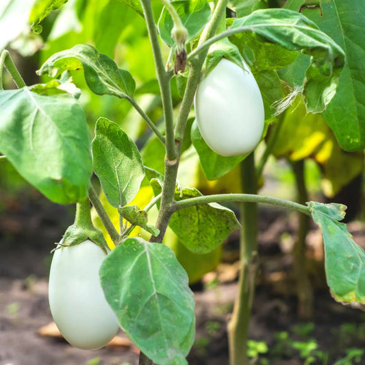 Brinjal F1 White Hybrid Seeds