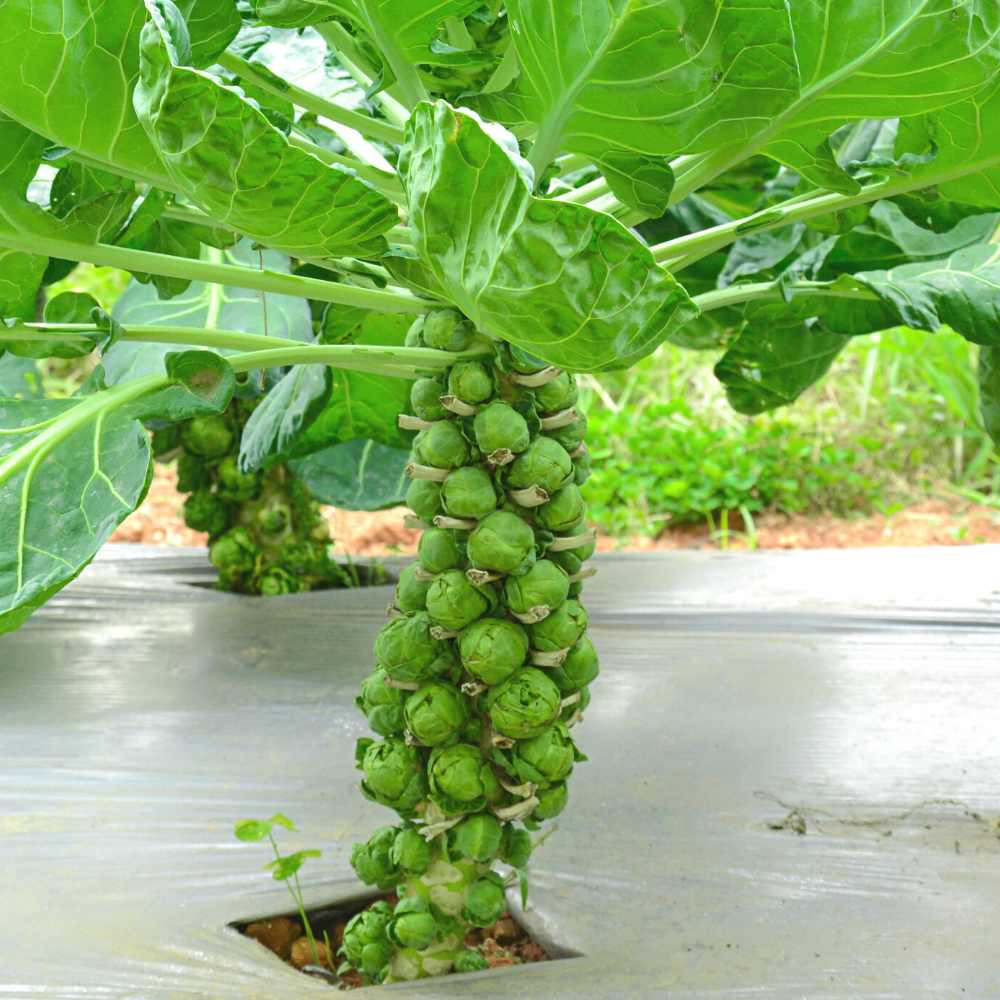 Brussels Sprouts Seeds