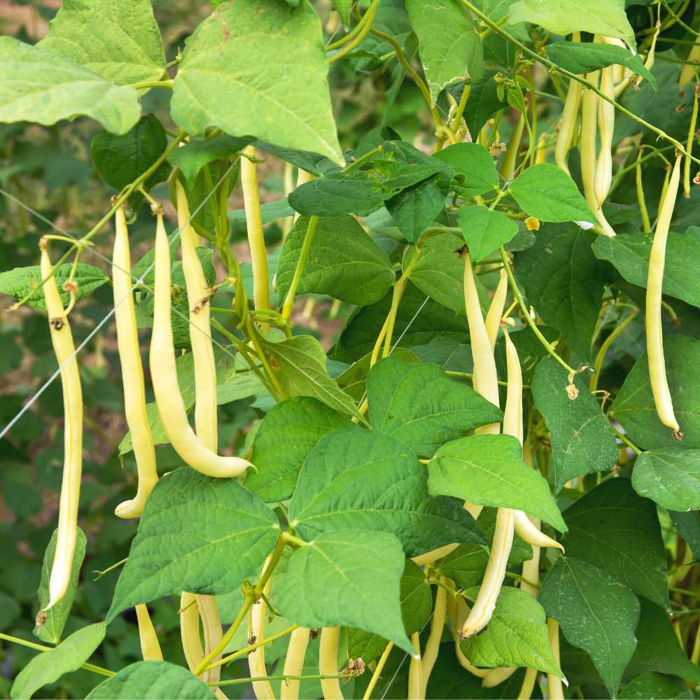 French Beans Yellow Seeds