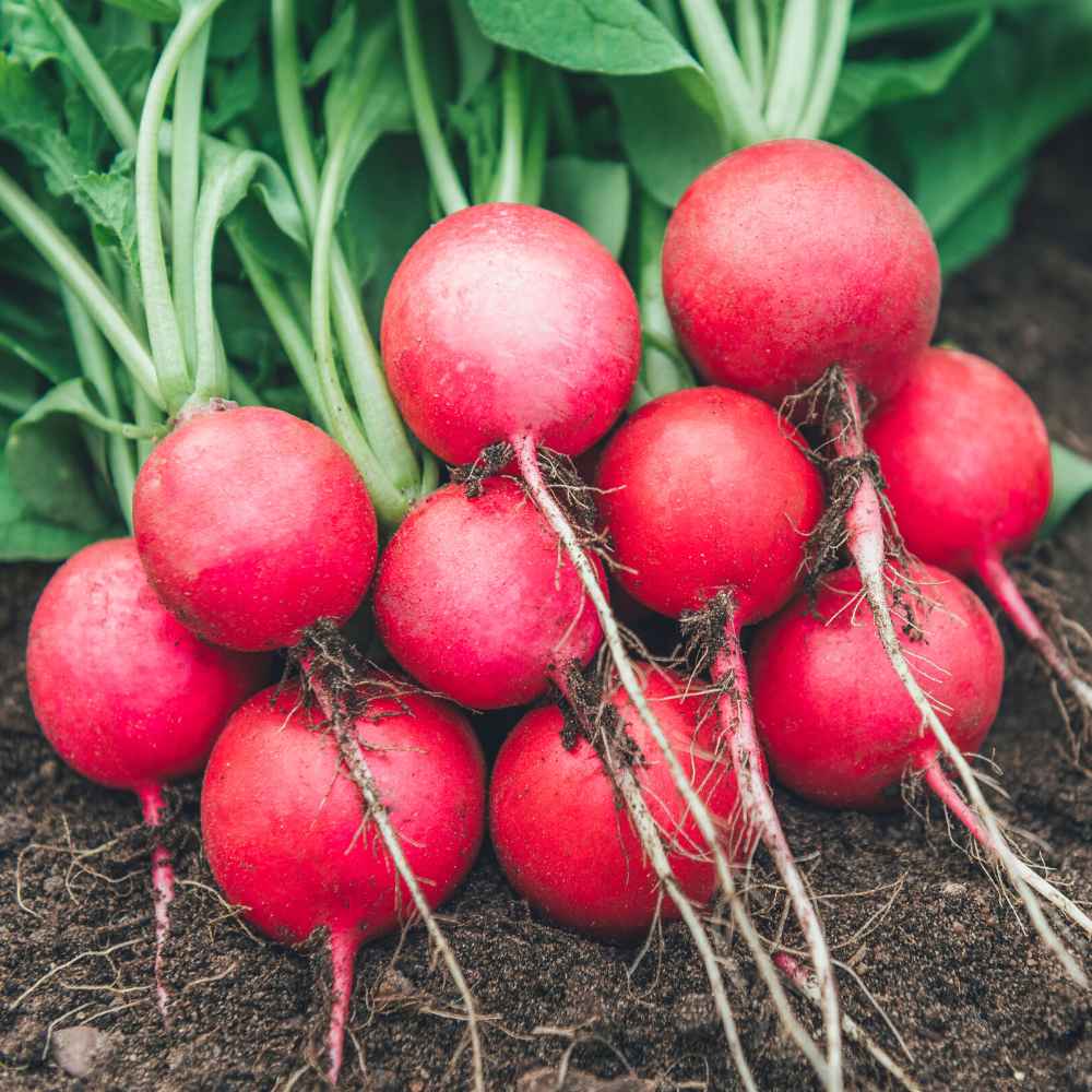 Red Round Radish Seeds