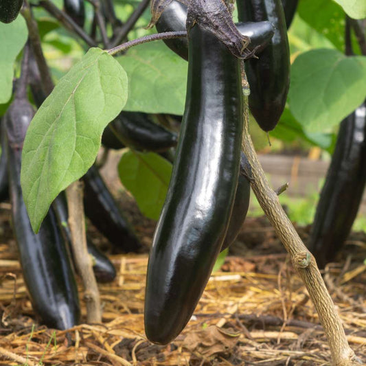 Brinjal Dark Purple Long F1 Hybrid Seeds