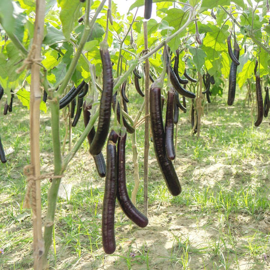 Brinjal Black Thin Long F1 Hybrid Seeds