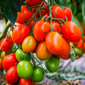 Tomato Oval Red F1 Hybrid Seeds