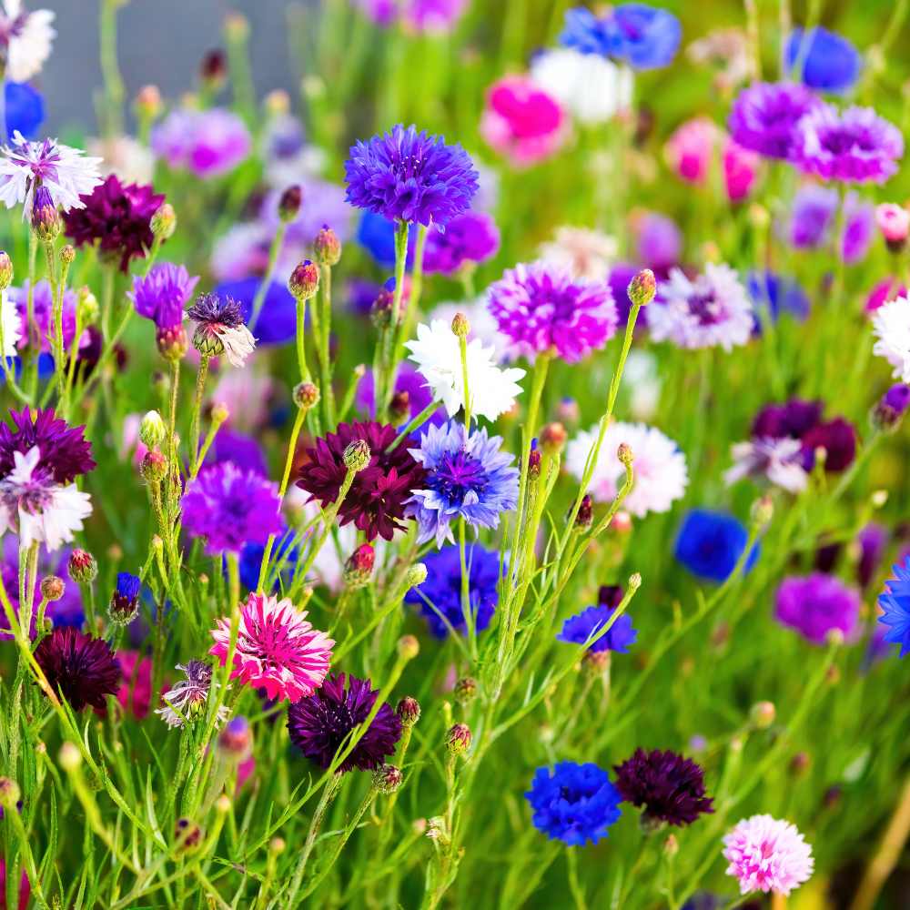 Cornflower Dwarf Double Polka Dot Mix Seeds